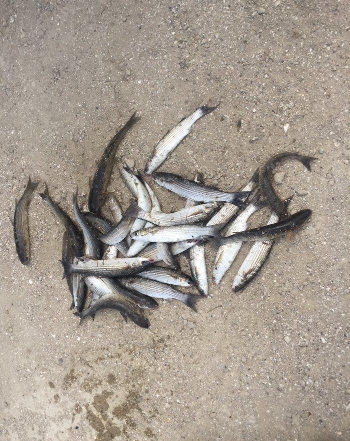 Kefal vobla baliglari satilir kefal 5 manat vobla 4 manat ozum tutmuwa