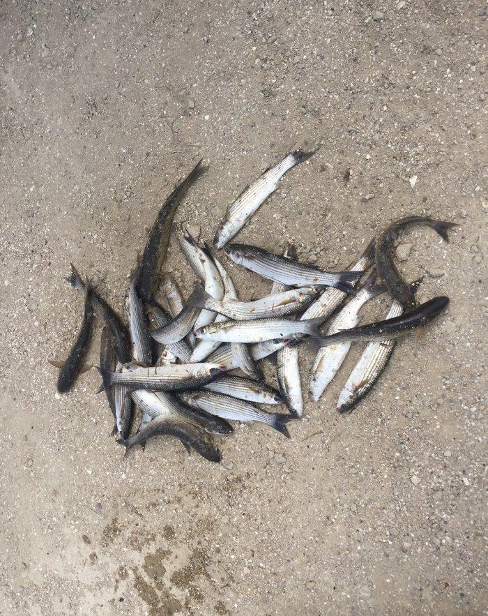 Kefal vobla baliglari satilir kefal 5 manat vobla 4 manat ozum tutmuwa