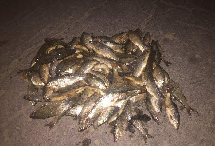 Kefal vobla baliglari satilir kefal 5 manat vobla 4 manat ozum tutmuwa