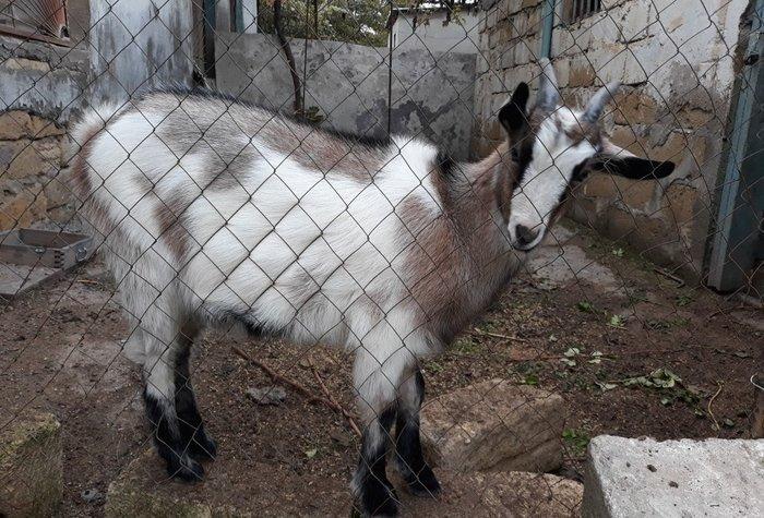 dagistanan ozum getirmiwem bala olanda indi hardasa 6 ayliqdi cins hey