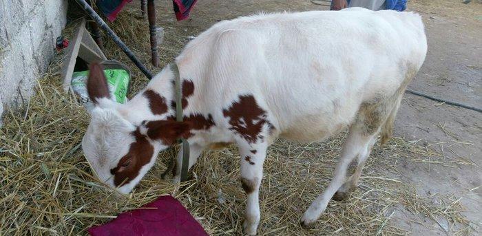 Salam dana satılır.... Birinci balasıdı anası birinci qarna 30 litr su