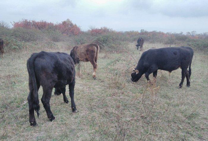 13 Baş maldi. 5 dene sagilan inek yanlarinda yazda doğulmuş 4 dana. 4
