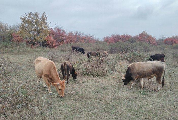 13 Baş maldi. 5 dene sagilan inek yanlarinda yazda doğulmuş 4 dana. 4