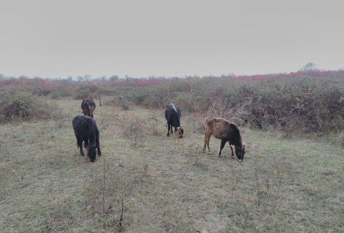 13 Baş maldi. 5 dene sagilan inek yanlarinda yazda doğulmuş 4 dana. 4