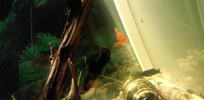 1 cut molinezia satiram, whats app var. Molli.ve ya antitrus ili barte