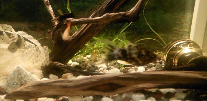 1 cut molinezia satiram, whats app var. Molli.ve ya antitrus ili barte