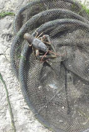 Restoranlar üçün gözəl xərçəngimiz var Çin və Balıq məmullatları ( və