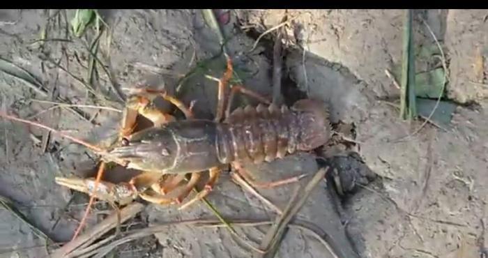 Restoranlar üçün gözəl xərçəngimiz var Çin və Balıq məmullatları ( və