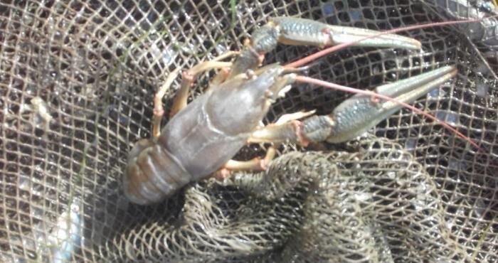 Restoranlar üçün gözəl xərçəngimiz var Çin və Balıq məmullatları ( və