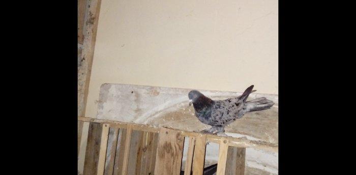 qara baslar satilir 50 azn qalan quslar ucun maya axtarilir tecili