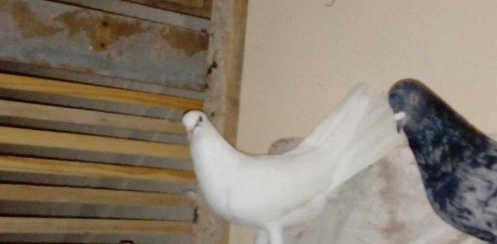 qara baslar satilir 50 azn qalan quslar ucun maya axtarilir tecili