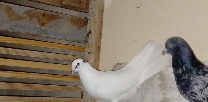 qara baslar satilir 50 azn qalan quslar ucun maya axtarilir tecili