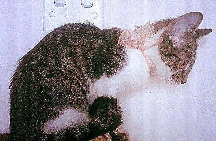 Pulsuz yaxşı etibarlı ellere temiz ev pişiyi verilir 3 aylıq dişi