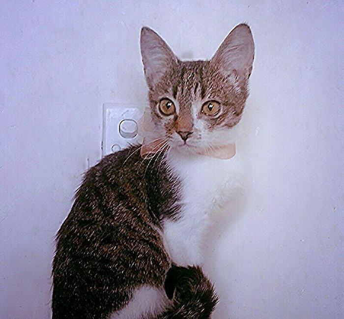 Pulsuz yaxşı etibarlı ellere temiz ev pişiyi verilir 3 aylıq dişi