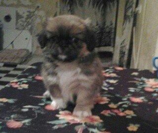 pikines 5 ayliq qizdi iynalar vurulup 170 m cidti wahslara zank vursun