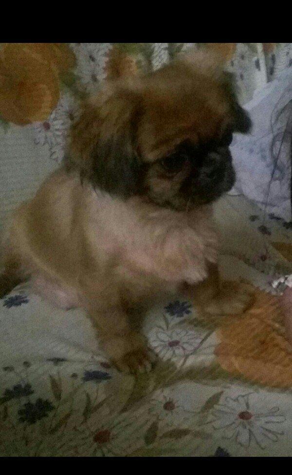 pikines 5 ayliq qizdi iynalar vurulup 170 m cidti wahslara zank vursun