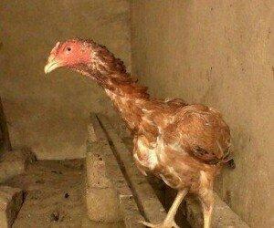 Heyrəti xoruz satılır.30 manata .çəkisi ağırdı.1 ədəd qaldığna görə uc