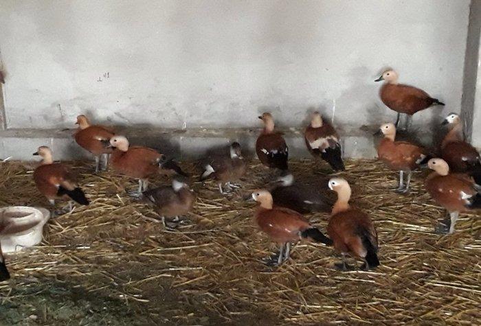 Anqut satılır bir ədədi 50 manat xaxlun ördəkləri (fərələr) bir ədədi