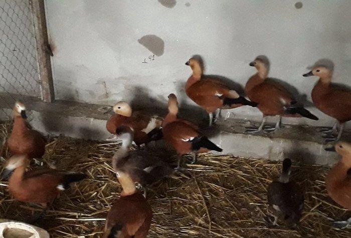 Anqut satılır bir ədədi 50 manat xaxlun ördəkləri (fərələr) bir ədədi