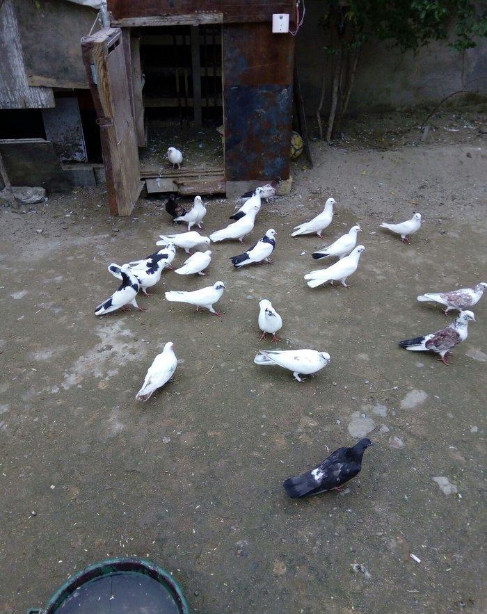 1 denesin 6 manatdan satiram awaxasi 5 denesin almaq wertiynen ucurtma