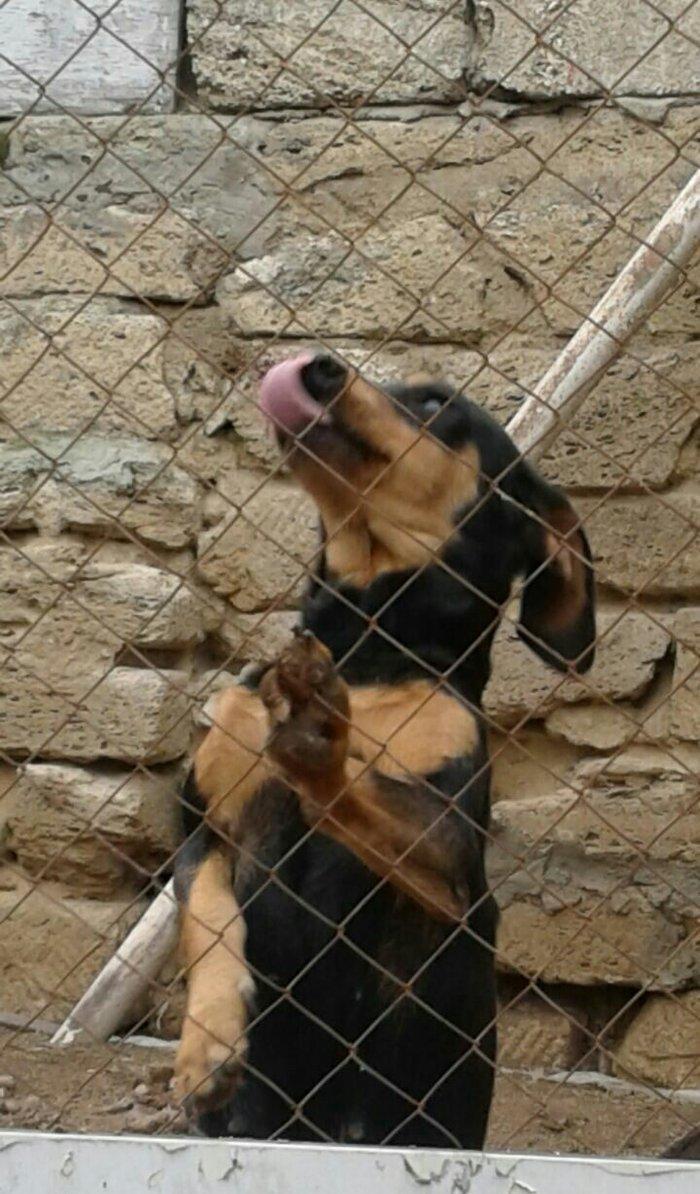 taksa satilir diwidi 1 yaş yarim. cut vurulmuyub. qapi sesine hurur. a