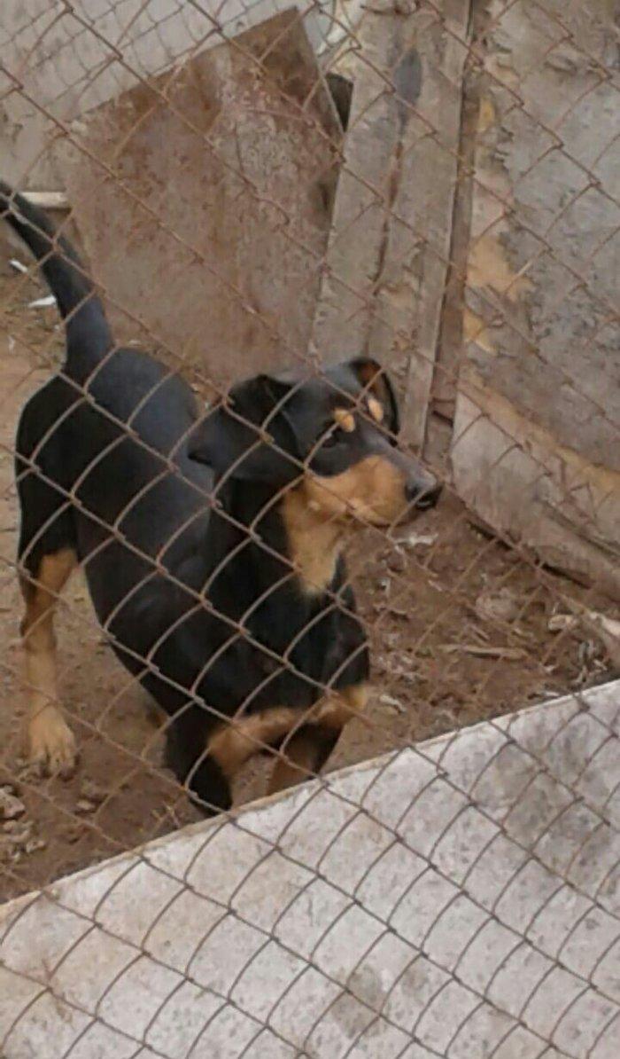 taksa satilir diwidi 1 yaş yarim. cut vurulmuyub. qapi sesine hurur. a