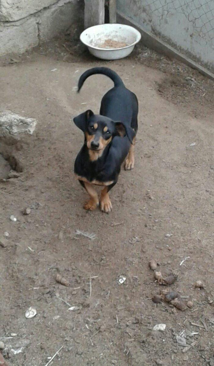 taksa satilir diwidi 1 yaş yarim. cut vurulmuyub. qapi sesine hurur. a