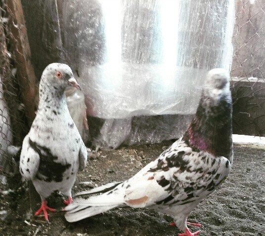 Temiz qan ebresler erkey maya yumurtaya qovur real alıcı narahat etsin