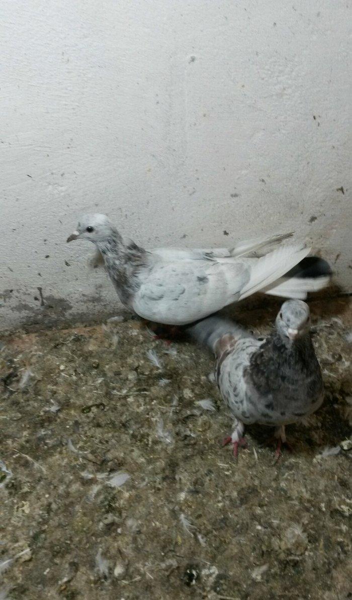 ebreşlər iki erlek bir maya erkek biri 16 tukdu tuləkdədilər tam sagla