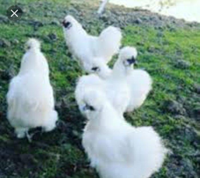 Sekiller ozderinin deyil.4 bramadi 4 orpintondu 2 sibritdi 2 feniksdi