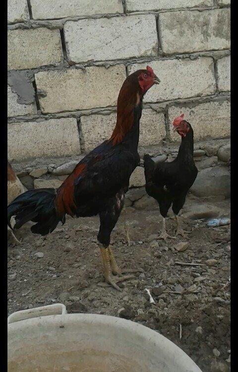 14 ayliqdi çox tərifləmiyecem başı çıxan  bilir nədir. Super davası va