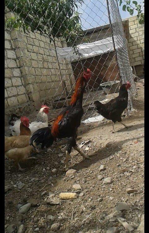 14 ayliqdi çox tərifləmiyecem başı çıxan  bilir nədir. Super davası va