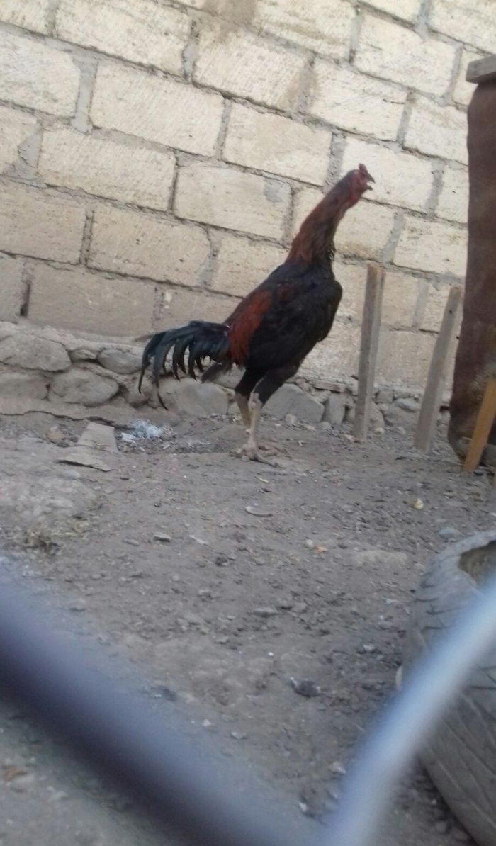 14 ayliqdi çox tərifləmiyecem başı çıxan  bilir nədir. Super davası va