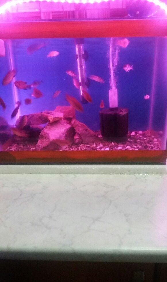 akvarium icinde 10 15 edet balig su nasosu qizdirici isiq daslar qurun