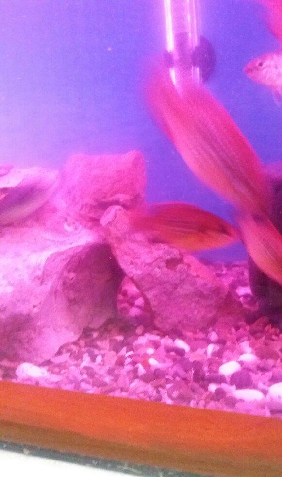 akvarium icinde 10 15 edet balig su nasosu qizdirici isiq daslar qurun