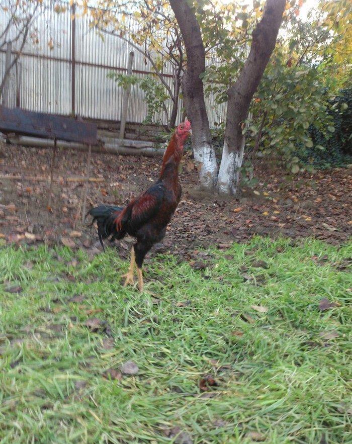 9 aylıq beçedi, super dixanyası var.Pul lazımdı deye satıram. Real qiy