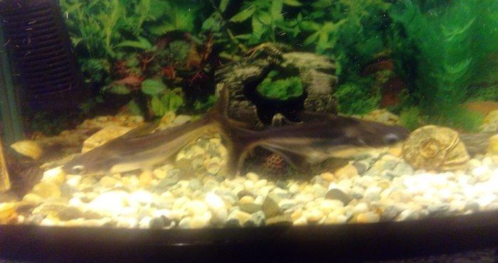 Salam Akula Balixlari Satilir 16 sm di olculeri Ve Barter Edilir