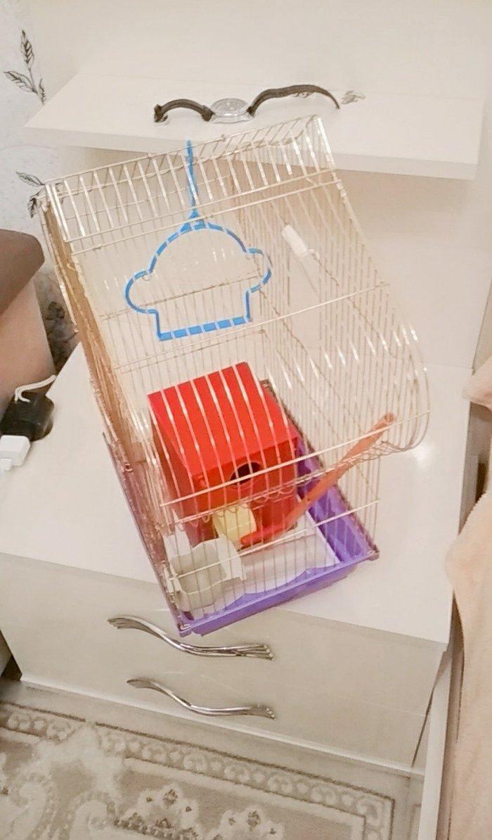 quş qefesi. ela veziyyetdedir.yuvasi yem qabi. su qabi. qum qabi. yell