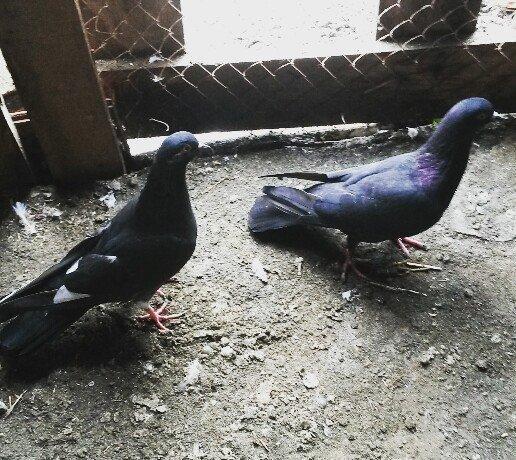 17tuk ağ qened maya 14tuk qara erkey göz qabaginda di öz quslarimdi uç