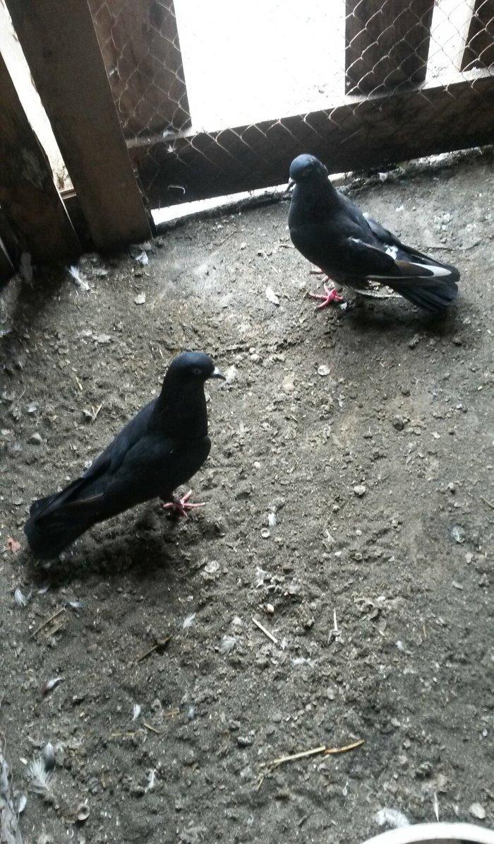 17tuk ağ qened maya 14tuk qara erkey göz qabaginda di öz quslarimdi uç