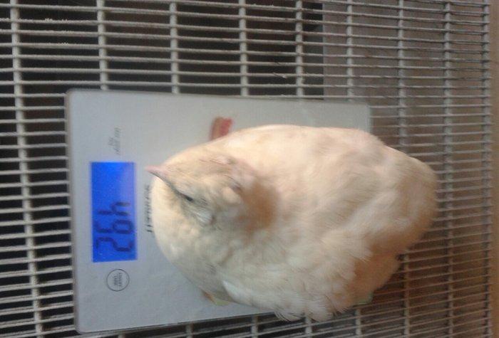 Texas sortu (ag etlik) bildircinlerin mayali  yumurtalarin satiram  1e