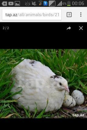 Texas sortu (ag etlik) bildircinlerin mayali  yumurtalarin satiram  1e