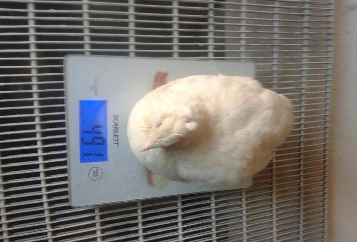 Temiz texas sortu bildircinlerin mayali yumurtasin satiram 5,10dene yu