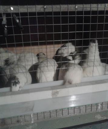 Texas sortu (ag etlik ) bildircinlerin mayali yumurtasin satiram 1eded