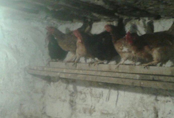 Kend toyuqlari var satiwda 1 ededi 8 azn hamsin alan olsa qiymetde end