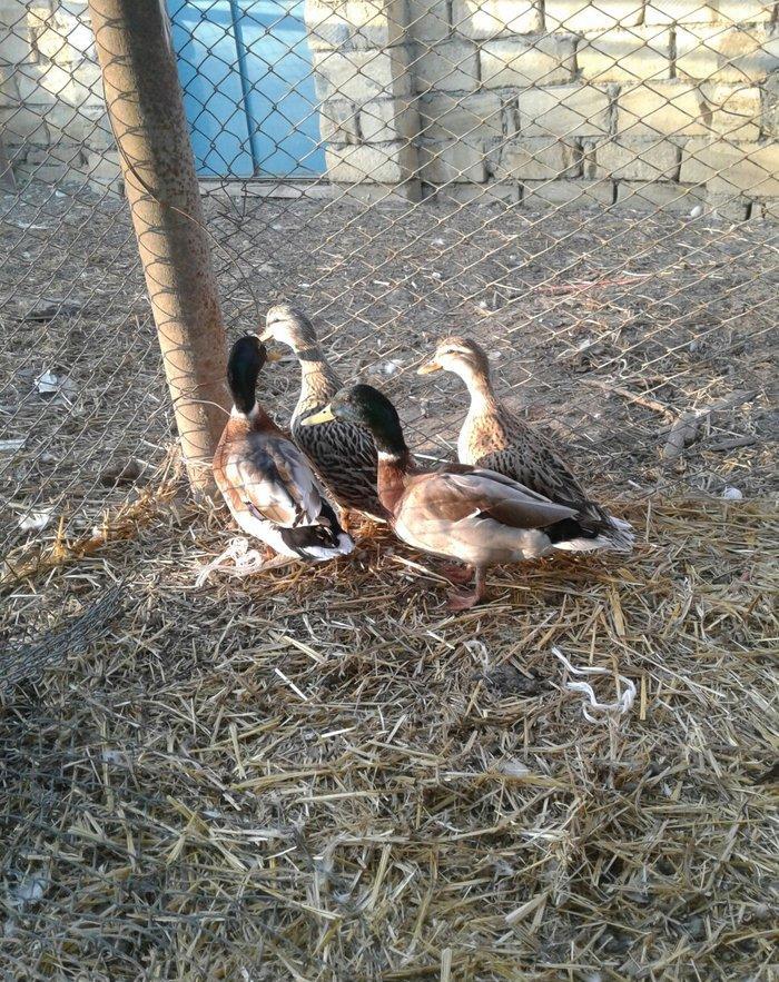 cöl ördeyleri nadir rengde gümüşü ve gizili real alijilar zeng vursun