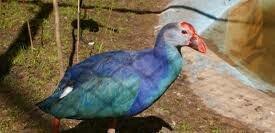 sultanka var satişda tam saglam ehileşmiş giymet bir jütüne aidi hamis