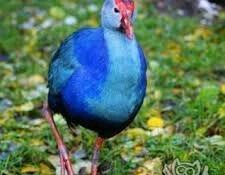 sultanka var satişda tam saglam ehileşmiş giymet bir jütüne aidi hamis