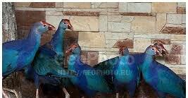 sultanka var satişda tam saglam ehileşmiş giymet bir jütüne aidi hamis