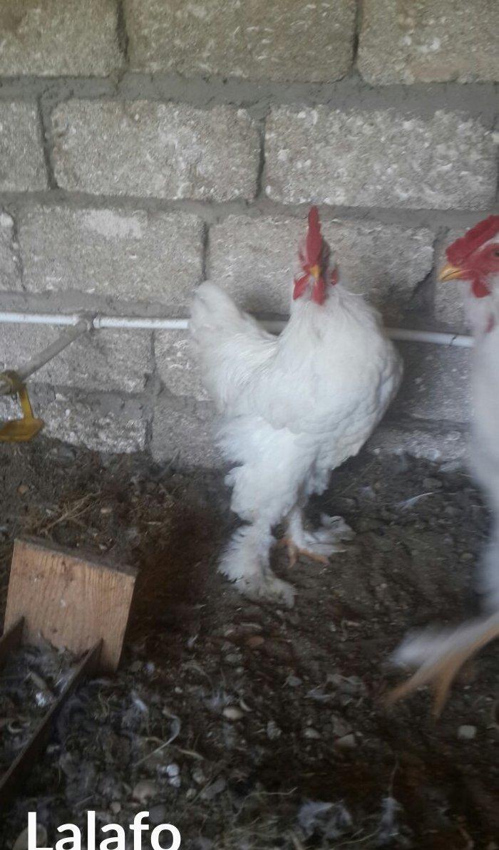 Layt dark buff qold ag bramaorpinqton ve koxin xoruzlari satilir